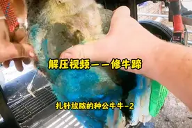 今天主打的就是一个给种公牛牛放血#修牛蹄 #修牛蹄子视频封面