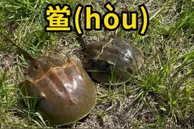 鲎，一种古老的海洋生物！ #鲎 #科普 #涨知识视频封面