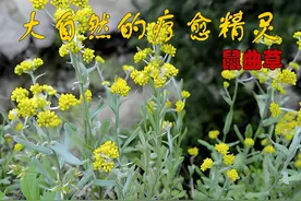 大自然的奇妙草药：鼠曲草 #养生就是养健康 #中草药知识 #鼠曲草视频封面