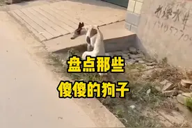 盘点那些傻傻的狗子 萌宠#萌宠日常记录
