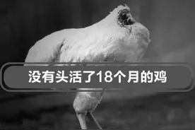 一只鸡没有头竟然活了18个月，这是为什么呢？#无头鸡  #动物  #奇闻趣事视频封面