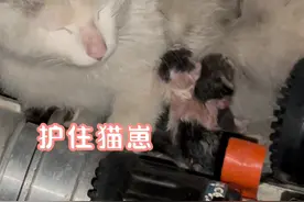 #消防车长猫啦 有困难找消防，这事儿在动物界都传开啦！#政媒原创作者联盟 @长沙消防 视频封面