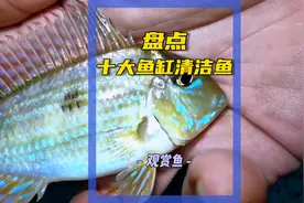 盘点鱼缸十大清洁鱼 ② #观赏鱼 #水族视频封面