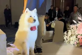 婚礼现场狗狗坚定地奔向主人递上婚戒，婚庆工作人员：狗狗很配合，一次就成功了（来源：@蓉小吖 ）视频封面