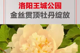4月9日，河南洛阳。王城公园内金丝贯顶牡丹绽放：1969年培育而成，今年已经有50多岁了，是全世界唯一的一株 #洛阳金丝贯顶牡丹盛开  #大河报河南视频封面