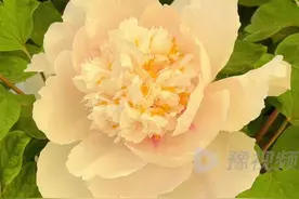 4月9日，河南洛阳。王城公园内金丝贯顶牡丹绽放：1969年培育而成，今年已经有50多岁了，是全世界唯一的一株 #洛阳金丝贯顶牡丹盛开  #大河报河南视频封面