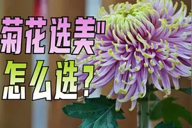 “菊花选美”怎么选？在北京世界花卉大观园看500余种菊花上演视频封面