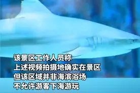 网友称在三亚海边偶遇鲨鱼，景区：是低风险的黑鳍鲨，该区域禁止游客下海视频封面