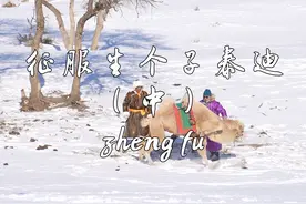 给全国的好朋友们拍一个驯化生个子骆驼#骆驼 的全程视频#锡林易佳牛 视频封面