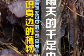 雨天出现的千足虫是什么 #神奇动物在抖音 #千足虫 #马陆 #黄缘条马陆 #观察昆虫