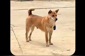 中华田园犬：之所以享受这么高的待遇，是因为它救过小主人 #中华田园犬 #狗狗 #震惊 #感动视频封面