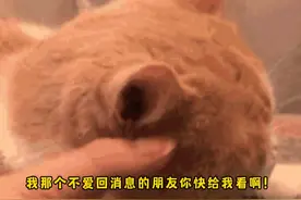 猫好，忙成这样还不忘记敷衍一下！视频封面