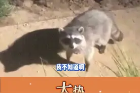 小浣熊：我不道呀，说有吃的我就跟着来了！#浣熊 #离谱 #一起看视频封面