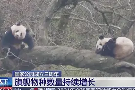 国家公园成立三周年 旗舰物种数量持续增长 （来源：央视新闻）视频封面