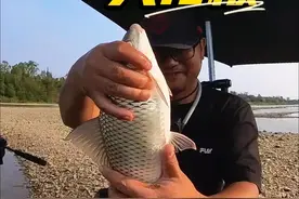 盘点淡水狂暴拉力天花板，土鲮、泰鲮、麦鲮、石鲮、红眼如何辨认 #2024dou来钓鱼  #钓鱼知识 #鲮鱼 #赤眼鳟 #艺术在抖音 
这几种鱼拉力狂暴手感炸裂，你钓到过吗？分得清吗？它们都是淡水鱼中的战斗机，除了淡水鲳、军鱼之外，绝对是拉力值的天花板！那就是鲮鱼和红眼。有图的兄弟赶紧发出来，让大家开开眼界！
鲮鱼不是一种鱼，而是鲤科（Cyprinidae）鲮属（Cirrhinus）下所有鱼类的总称。鲮鱼常见的主要有土鲮、泰鲮、麦鲮、石鲮，还有大眼鲮以及里巴鲮等七八种。尤其是红眼和鲮鱼长得很像，很多人分不清，今天咱们就盘一盘它们。视频封面