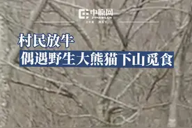 3月20日，四川雅安。村民在山上放牛时偶遇下山觅食的野生大熊猫。村民赵女士称，可能是因为下雪后山上食物短缺，熊猫才下山觅食，平时很少见到野生熊猫，便用手机拍下视频记录。视频封面