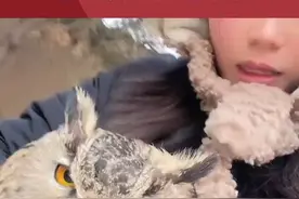 女子路边捡到受伤猫头鹰，呆萌可爱让人想贴贴，最后安全交给当地派出所#猫头鹰 视频来源@🌈婷婷婷婷婷～视频封面