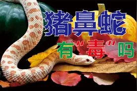 猪鼻蛇有毒吗？会咬s人吗？新手可以养猪鼻蛇吗？#爬宠日常 #爬宠视频封面