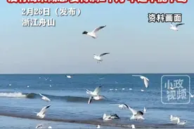 2月26日（发布），浙江舟山招募13名海鸟监测员，日薪300元住无人海岛，定期配送食物。工作人员：要懂鸟类并有一定野外生存能力，没有周末概念，要待满2个月，中途不能下岛。关注👉@小政视频 #浙江dou知道 #抖音小助手 #鸟类观测员 #日薪300元 #野外生存能力 （来源：@九派新闻 ）视频封面