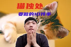自己出去玩，能不能让猫咪自己在家过7天#科学养宠#宠物出道计划