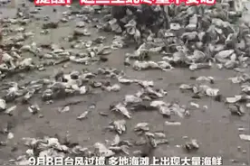 超强台风“摩羯”过境后  广东 广西多地大量海鲜被冲上海滩  提醒！这些生蚝尽量不要吃 #赶海视频封面