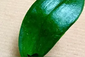 利用大蒜的新方法，仅剩一片叶子的蝴蝶兰都能迅速生根恢复生长视频封面