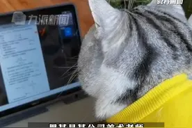 8月17日（发布时间），广东广州，#老师因家中猫咪5入网课镜头被开除 ，法院：公司判赔4万元。视频封面