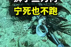 眼看着同伴被捕杀，狮子鱼为何不逃跑？ #海洋生物 #狮子鱼 #内容启发搜索视频封面