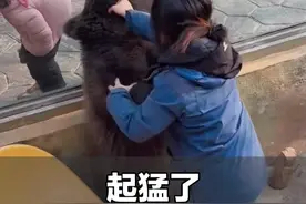 1月5日（采访），湖北武汉。女生徒手与棕熊“搏斗”全程压制，网友：单挑棕熊，战绩全网可查#人与动物和谐共处 #动物园里有什么 @每一天笑嘻嘻视频封面