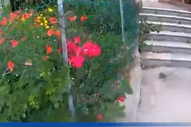 是罂粟花还是虞美人？民警教您快速辨别 #罂粟视频封面