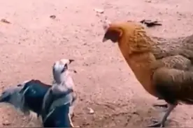 鹰：你怎么比我还像是猛禽？ #看一遍笑一遍 #动物搞笑配音 #搞笑视频封面