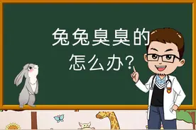 兔子臭臭的怎么办？兔子可以洗澡吗？怎么养兔子才不会臭？#宠物兔视频封面