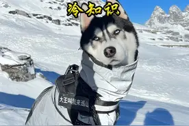 哈士奇冷知识 #哈士奇 #萌宠出道计划 #宠物视频封面