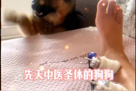 “天生自带中医系统的狗子” #狗狗  #狗找草药  #万万没想到视频封面