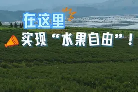 在这里，实现“水果自由”！
北回归线穿境而过的云南省红河哈尼族彝族自治州蒙自市，素有“中国天然氧吧”之称，这里四季花开不断、粮食满仓、水果飘香。本期节目带你探秘蒙自水果产业。#县计献策#我在县场#云南的水果品质有多高视频封面