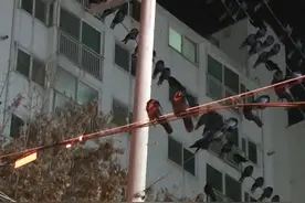 天空突然出现了大量乌鸦 #奇闻奇事 #纪录片视频封面