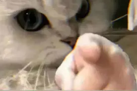小猫一觉醒来从富家千金变低保户 #猫咪 #偷吃 #迷惑行为大赏视频封面