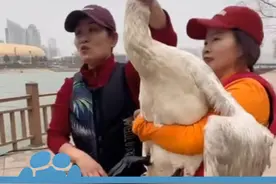 3月1日河南三门峡，野生天鹅受伤，市民划浆板救起，救鹅者：还是只小天鹅，估计迁徙途中被风筝线挂伤腿，送野生动物救助站了，大天鹅已经死了#河南dou知道视频封面