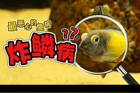 鱼病篇丨为什么说炸鳞病是鱼圈中最恶心的鱼病？
#水族 #养鱼日记视频封面