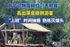 3月8日，广西南宁。南宁动物园网红“丢那猩”丢出草皮砸倒游客，“上班”时间抽烟，熟练灭烟头。#神奇动物在抖音 #动物的迷惑行为视频封面