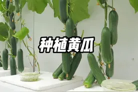 自己在家种黄瓜，实现黄瓜自由 #黄瓜种植 #种植小技巧 #三农视频封面