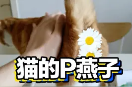 hello在吗，看看你家猫的皮燕子#萌宠出道计划 #养猫进阶指南 #猫咪健康 #新手养猫 视频封面
