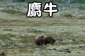 麝牛，为爱冲锋的牛 #动物科普 #搞笑动物视频封面