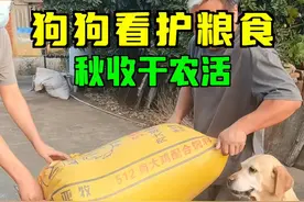 狗狗看护粮食，秋收干农活 小旦珍惜自家姥爷种的粮食，生怕弄丢了#狗狗干农活 #狗狗成精了视频封面