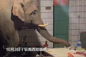 云南人真的不用再解释了！大象到村民家“串门”用鼻子卷走吃的。网友：感觉房主已经习惯了！（@逆袭 ）#亚洲象 #神奇动物在抖音 #有一种叫云南的生活视频封面