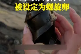 为什么鲨鱼的蛋被设定为螺旋形状的，鲨鱼产这样的蛋难道不疼吗 #科普一下 #涨知识 #有趣的知识又增长了视频封面