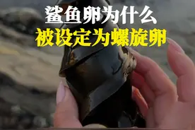 为什么鲨鱼的蛋被设定为螺旋形状的，鲨鱼产这样的蛋难道不疼吗 #科普一下 #涨知识 #有趣的知识又增长了视频封面