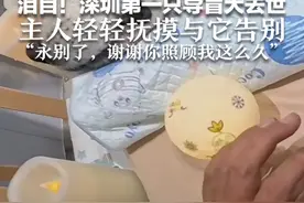 泪目！深圳第一只导盲犬去世 主人轻轻抚摸与它告别 “永别了，谢谢你照顾我这么久”视频封面