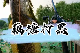 钓不到老黑不回家#雷强打黑 #原来钓鱼才是抖音运动顶流 #2024dou来钓鱼 #dou是钓鱼人 #路亚视频封面