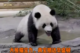 外网热评--大熊猫宝力、青宝抵达华盛顿 10月15日视频封面